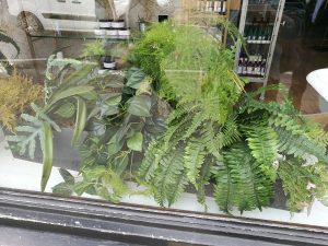 Western sword fern