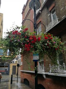 Hanging flowers 