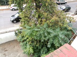 Green foliage growing around a tree